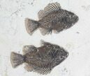 Two Cockerellites (Priscacara) Fossil Fish - Hanger Installed #88789-1